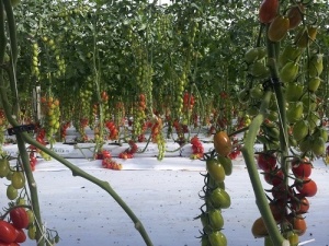 coltivazione-pomodoro-fuori-suolo